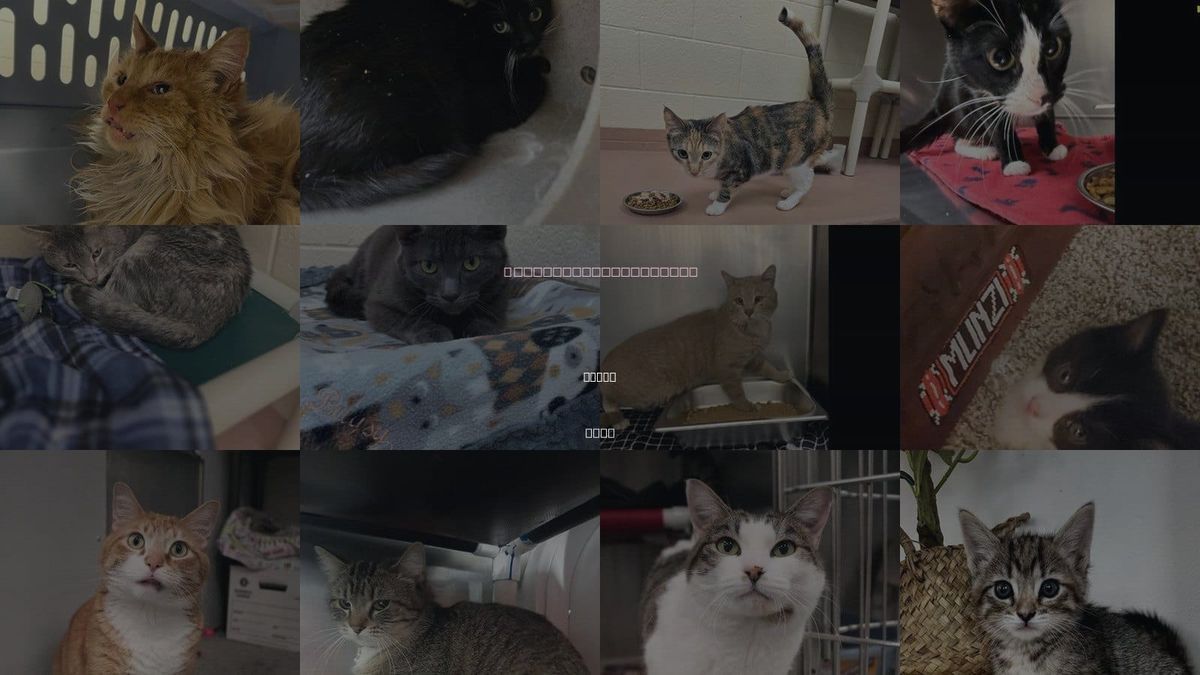 Cats for Adoption in Logan, Utah