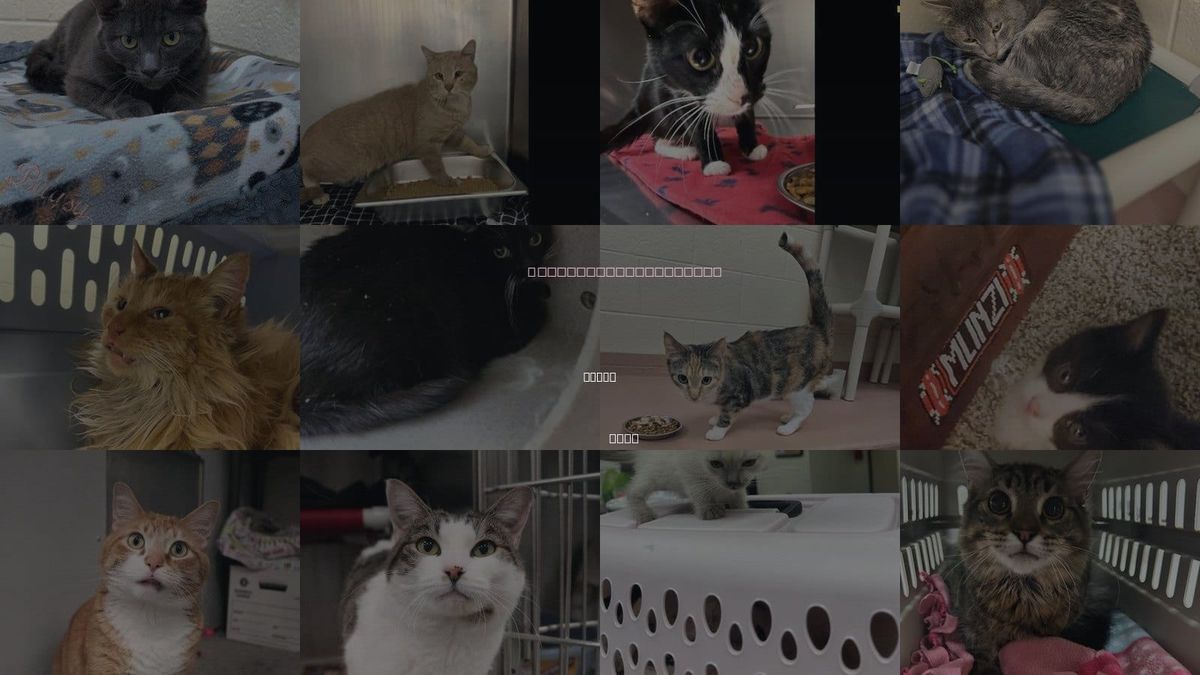 Cats for Adoption in Logan, Utah