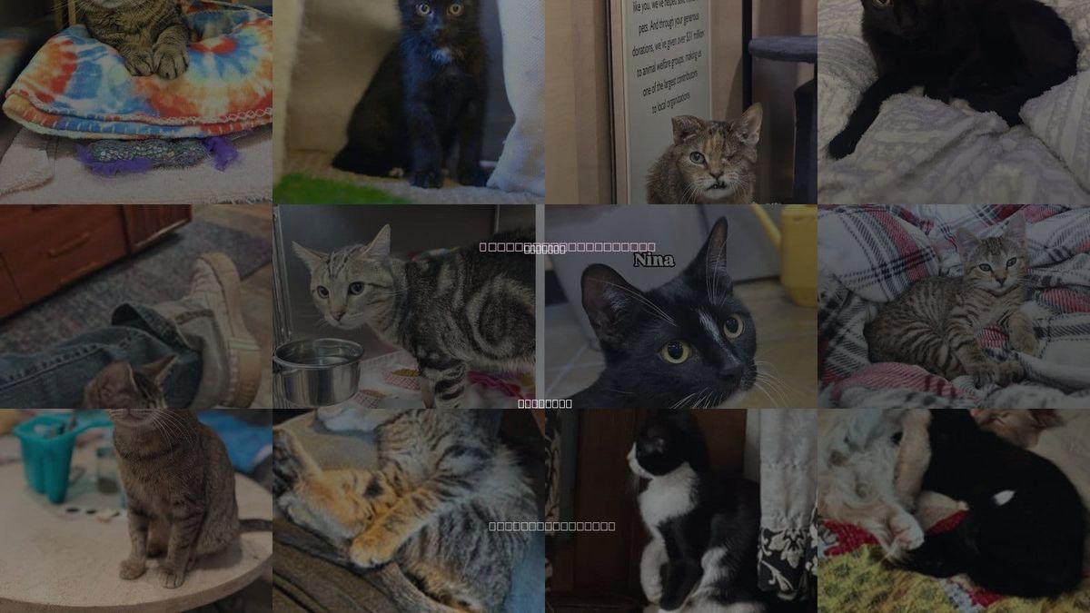 Cats for Adoption in Lombard, Illinois