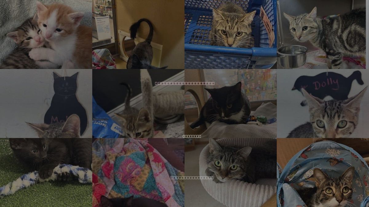 Cats for Adoption in Lombard, Illinois