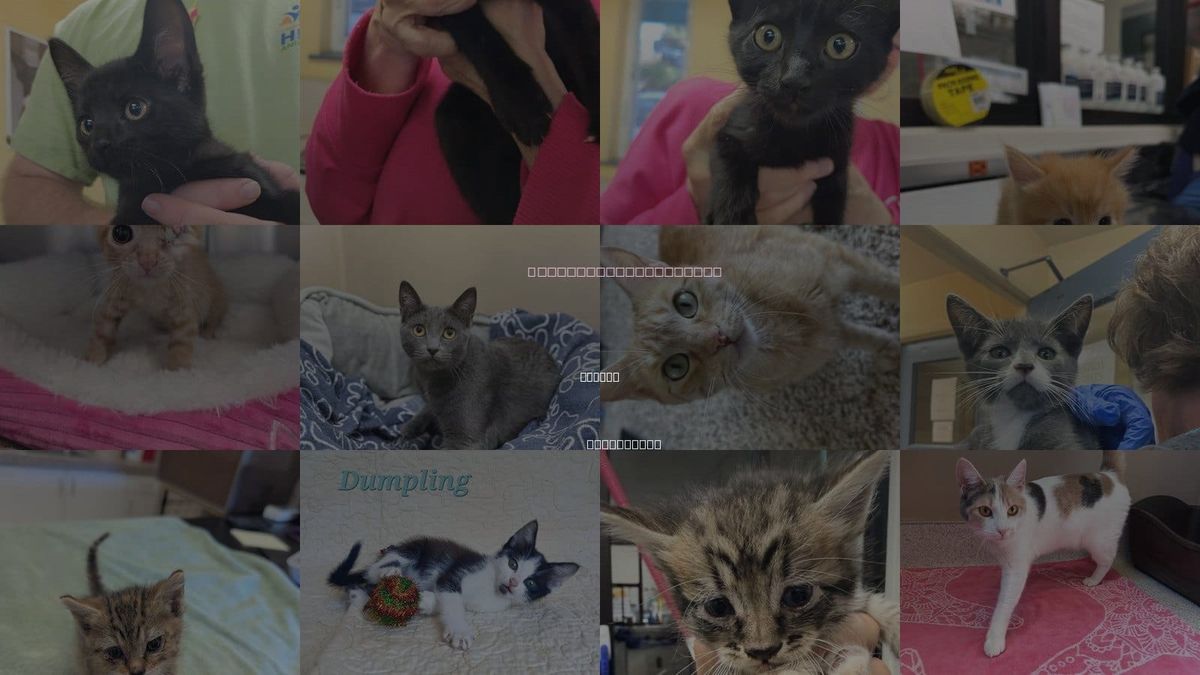 Cats for Adoption in Lompoc, California