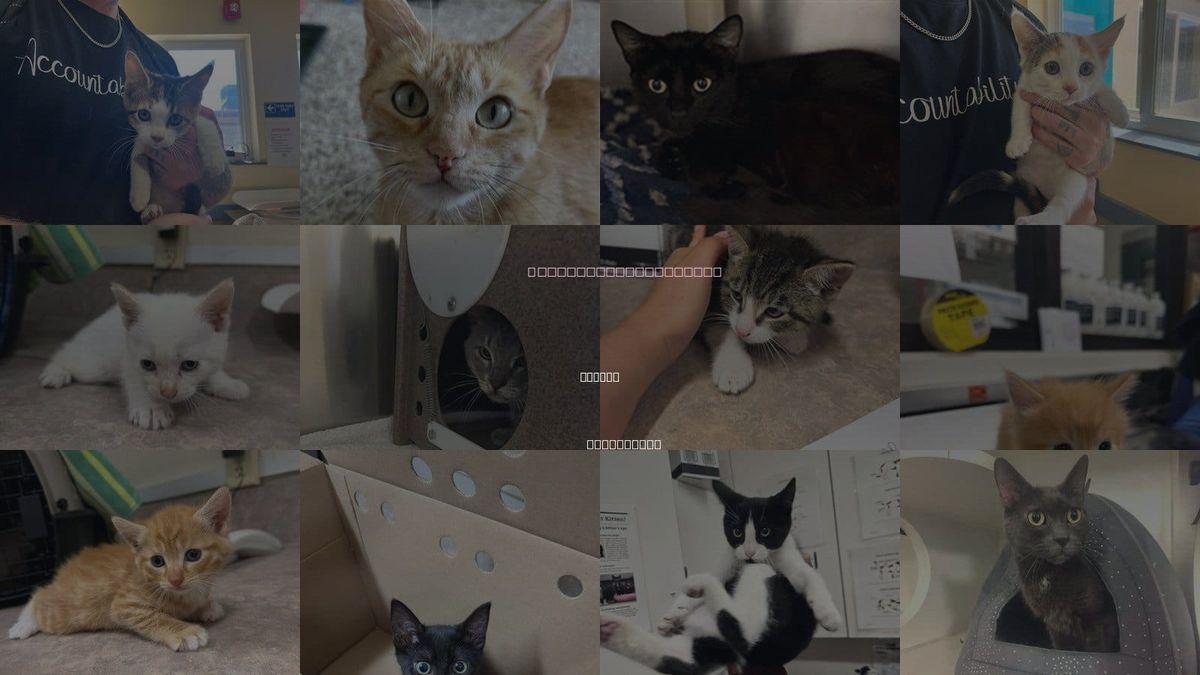 Cats for Adoption in Lompoc, California
