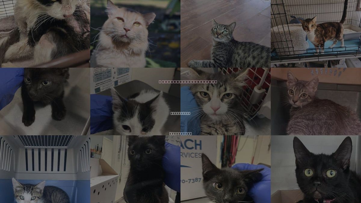 Cats for Adoption in Long Beach, California