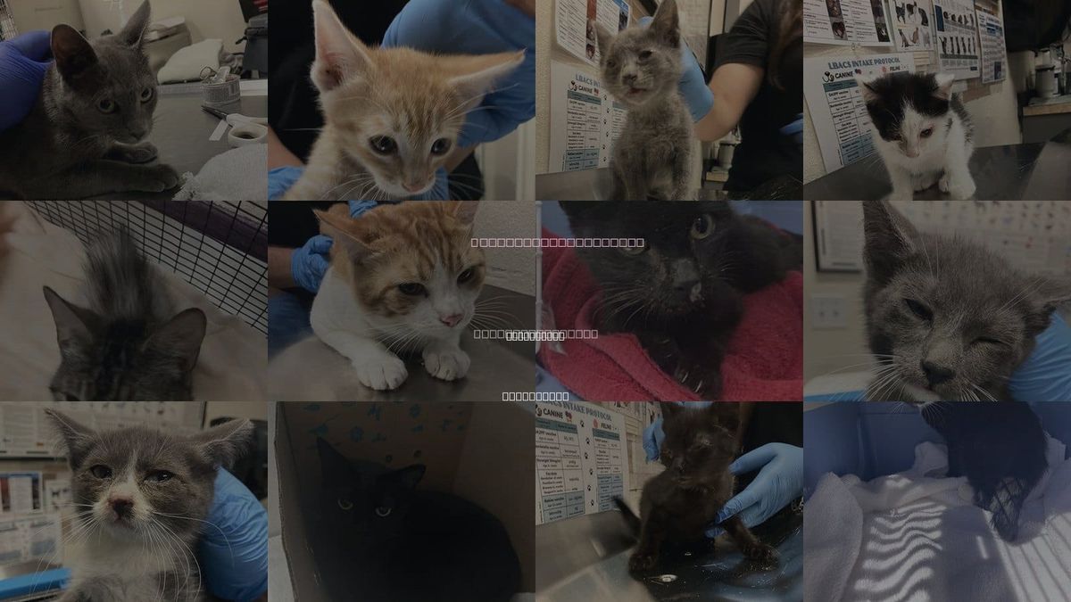 Cats for Adoption in Long Beach, California