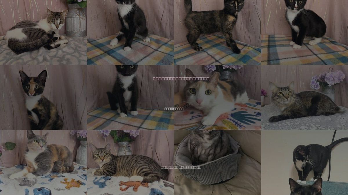 Cats for Adoption in Long Beach, Mississippi