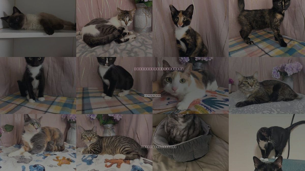 Cats for Adoption in Long Beach, Mississippi