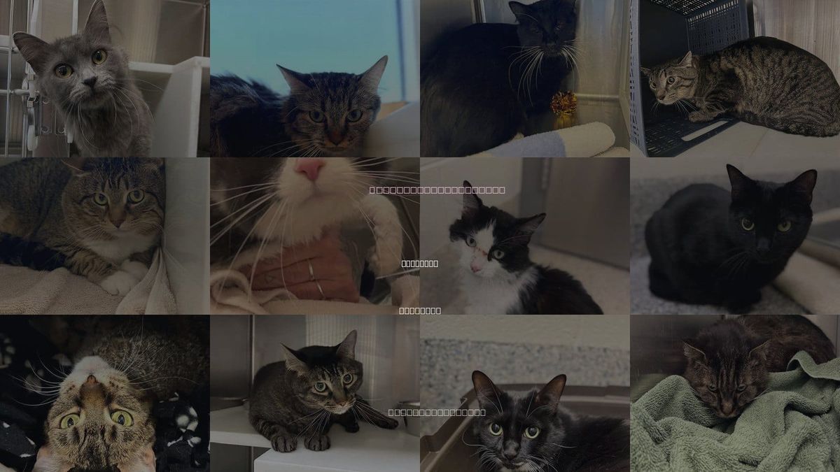 Cats for Adoption in Longmont, Colorado