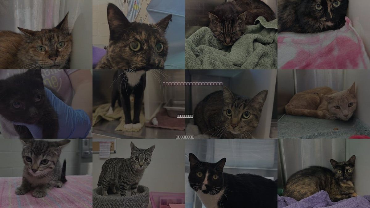 Cats for Adoption in Longmont, Colorado