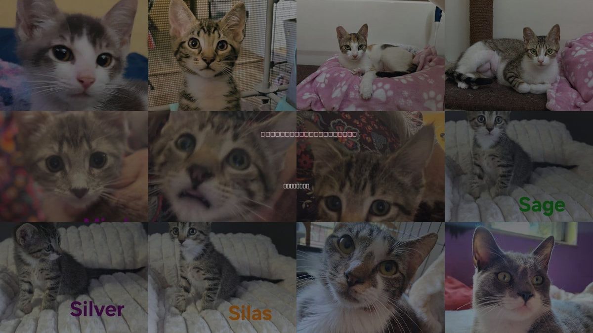 Cats for Adoption in Longwood, Florida