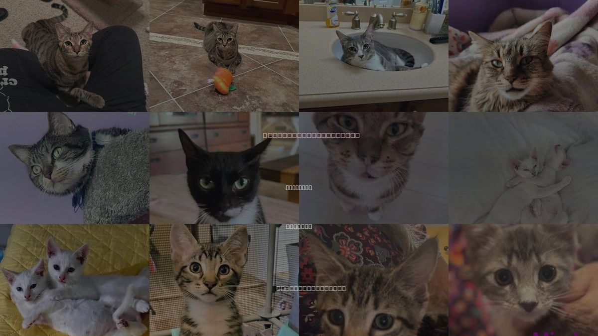 Cats for Adoption in Longwood, Florida
