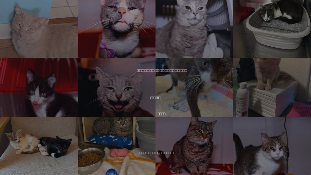 Cats for Adoption in Lorain, Ohio