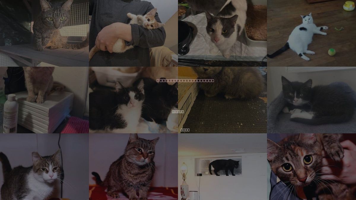 Cats for Adoption in Lorain, Ohio