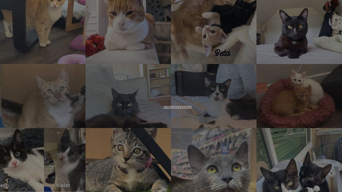 Cats for Adoption in Los Altos Hills, California