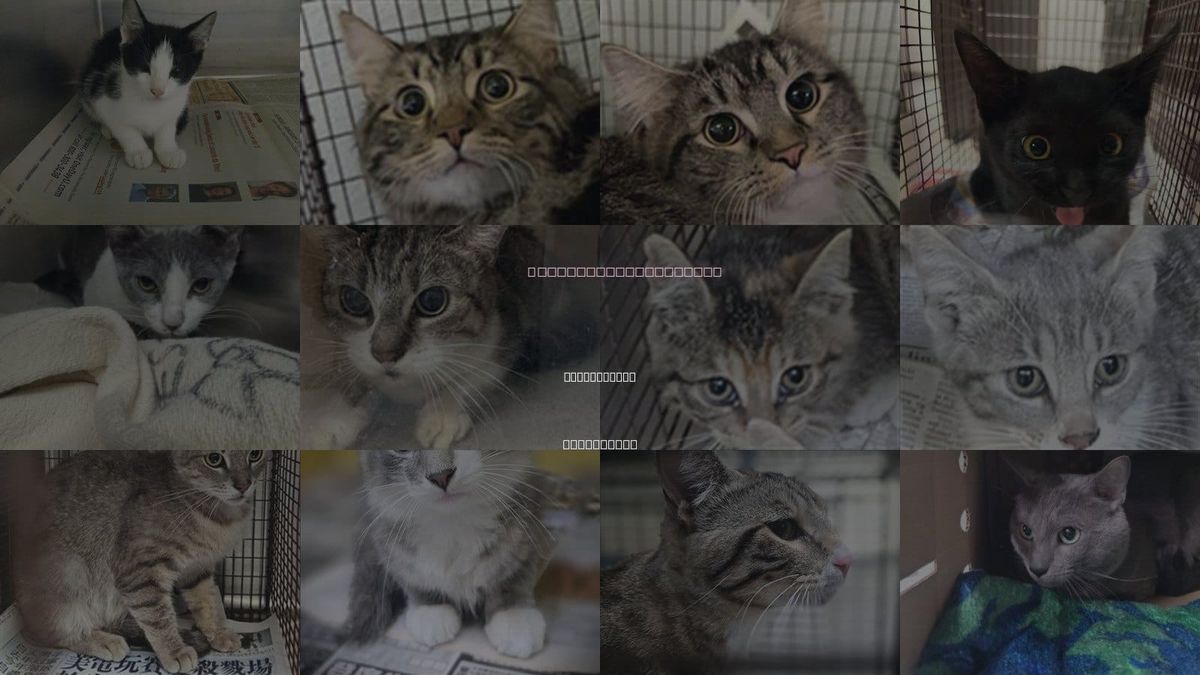 Cats for Adoption in Los Angeles, California