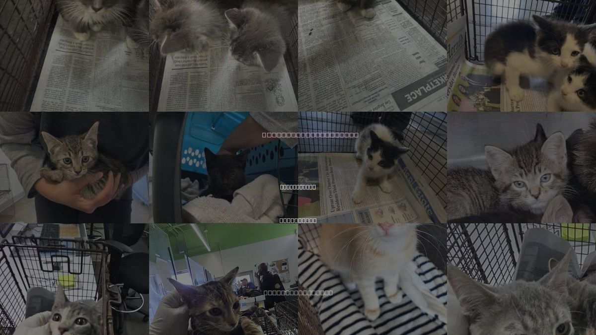 Cats for Adoption in Los Angeles, California
