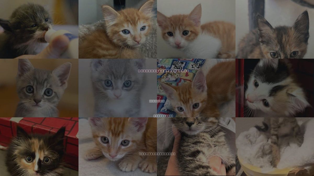 Cats for Adoption in Los Gatos, California