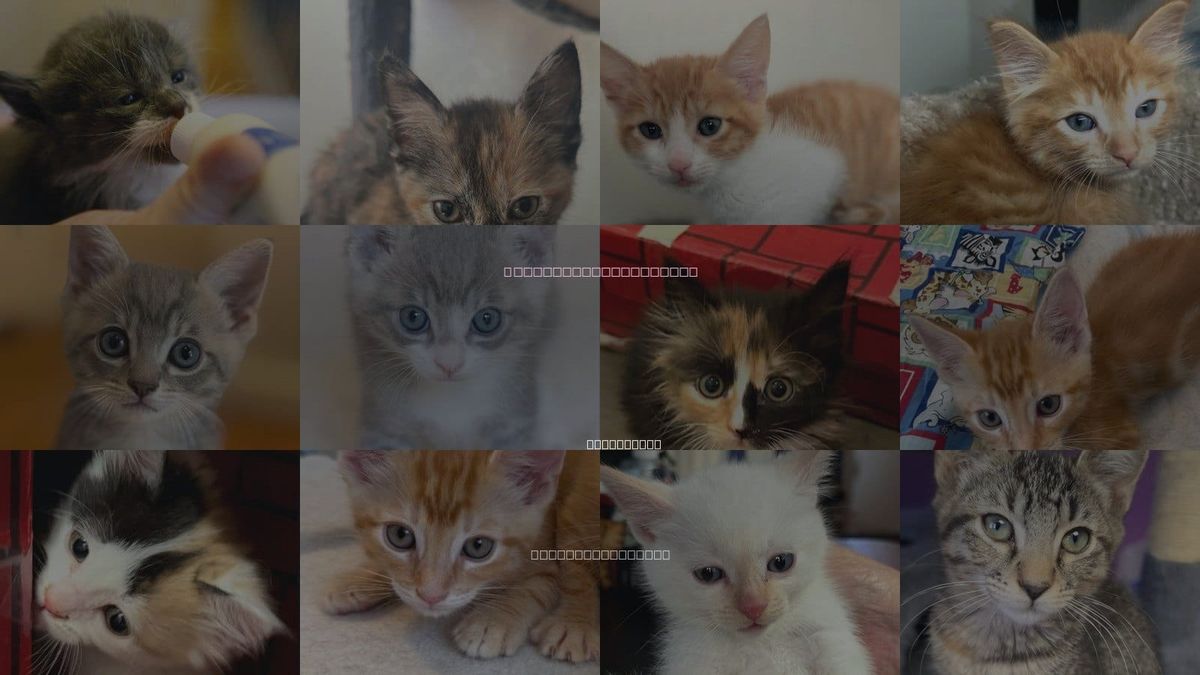 Cats for Adoption in Los Gatos, California