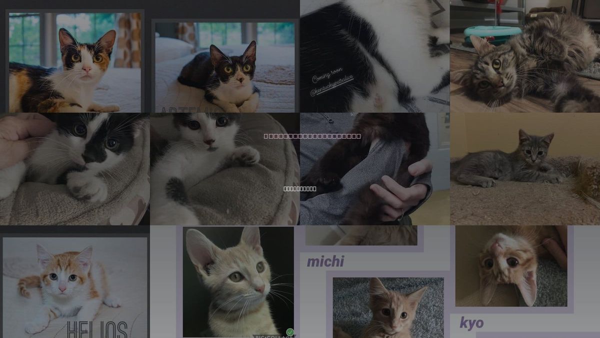 Cats for Adoption in Louisville, Kentucky