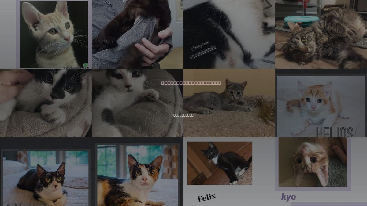 Cats for Adoption in Louisville, Kentucky