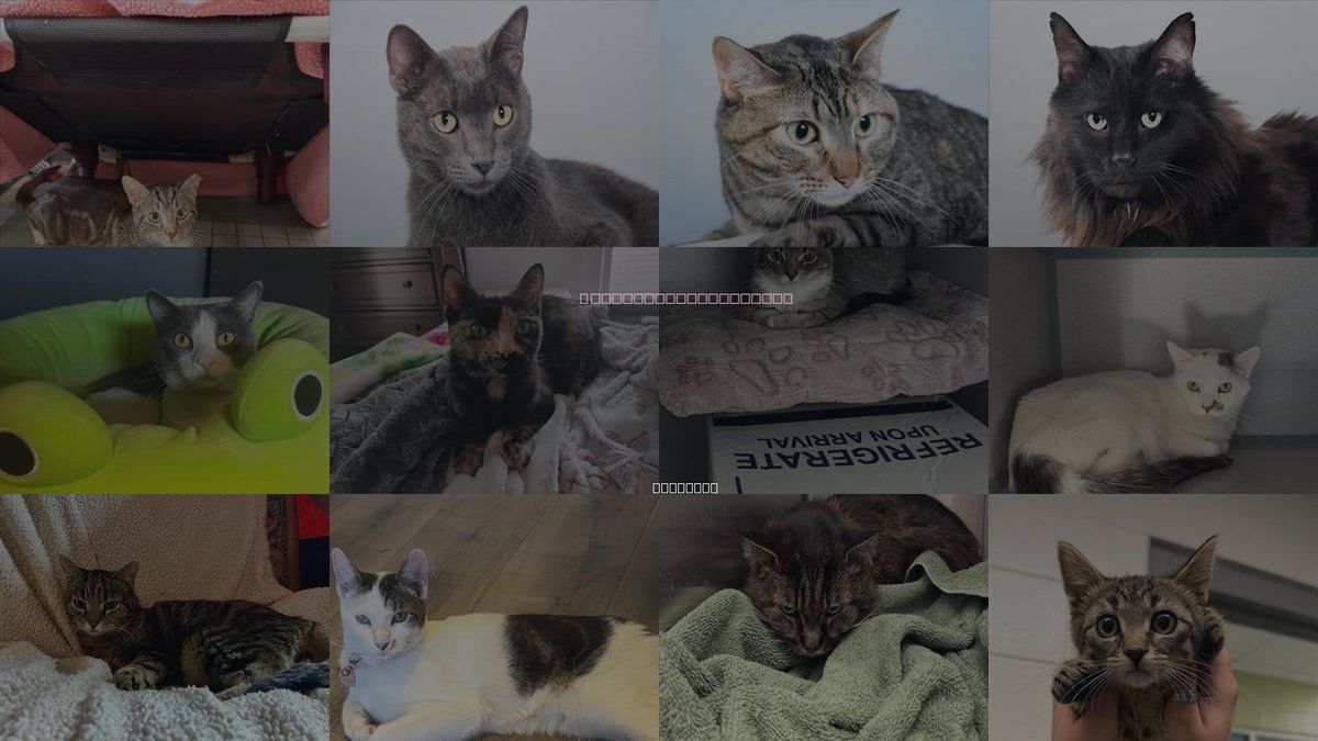 Cats for Adoption in Loveland, Colorado