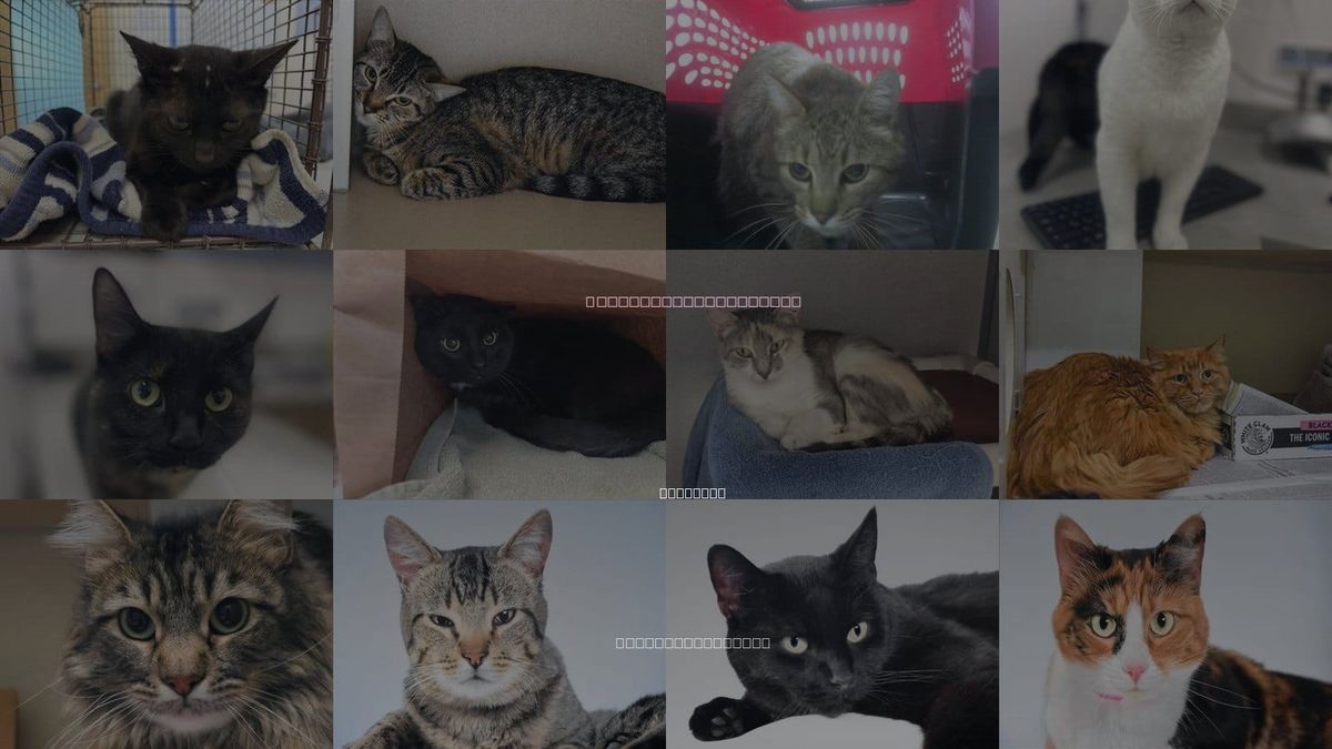 Cats for Adoption in Loveland, Colorado