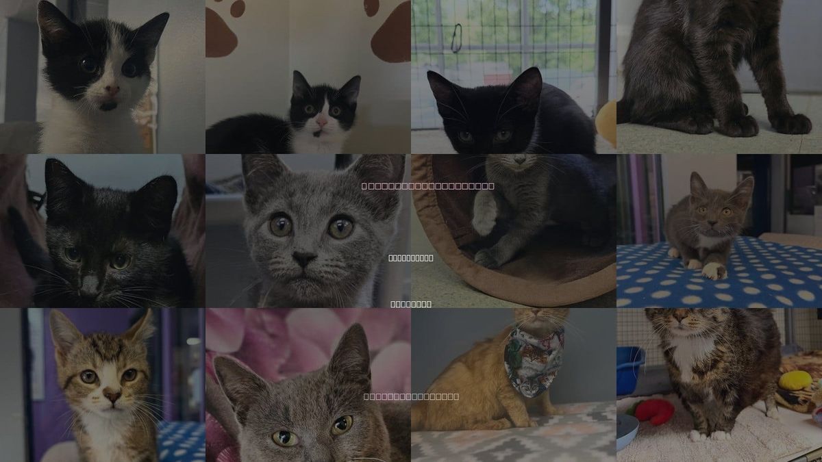 Cats for Adoption in Lovingston, Virginia