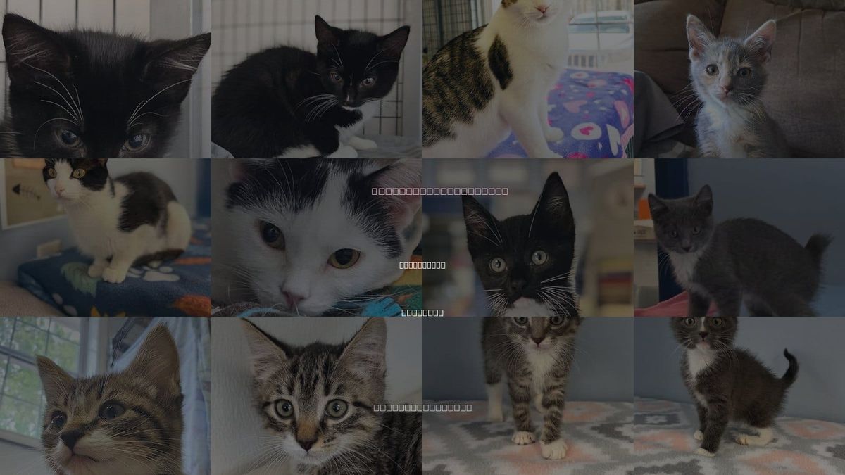 Cats for Adoption in Lovingston, Virginia