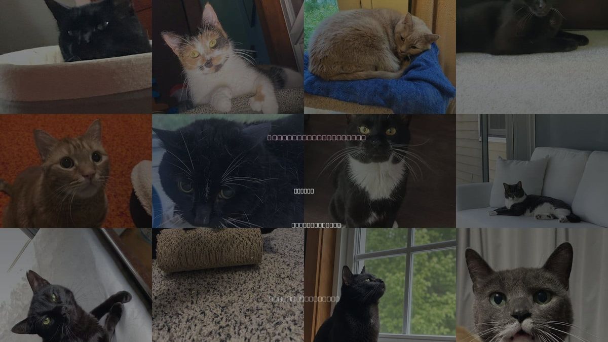 Cats for Adoption in Lowell, Massachusetts