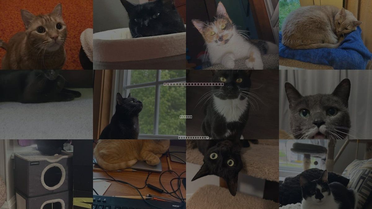 Cats for Adoption in Lowell, Massachusetts