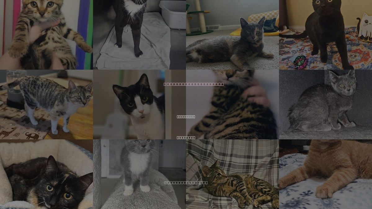 Cats for Adoption in Lynchburg, Virginia