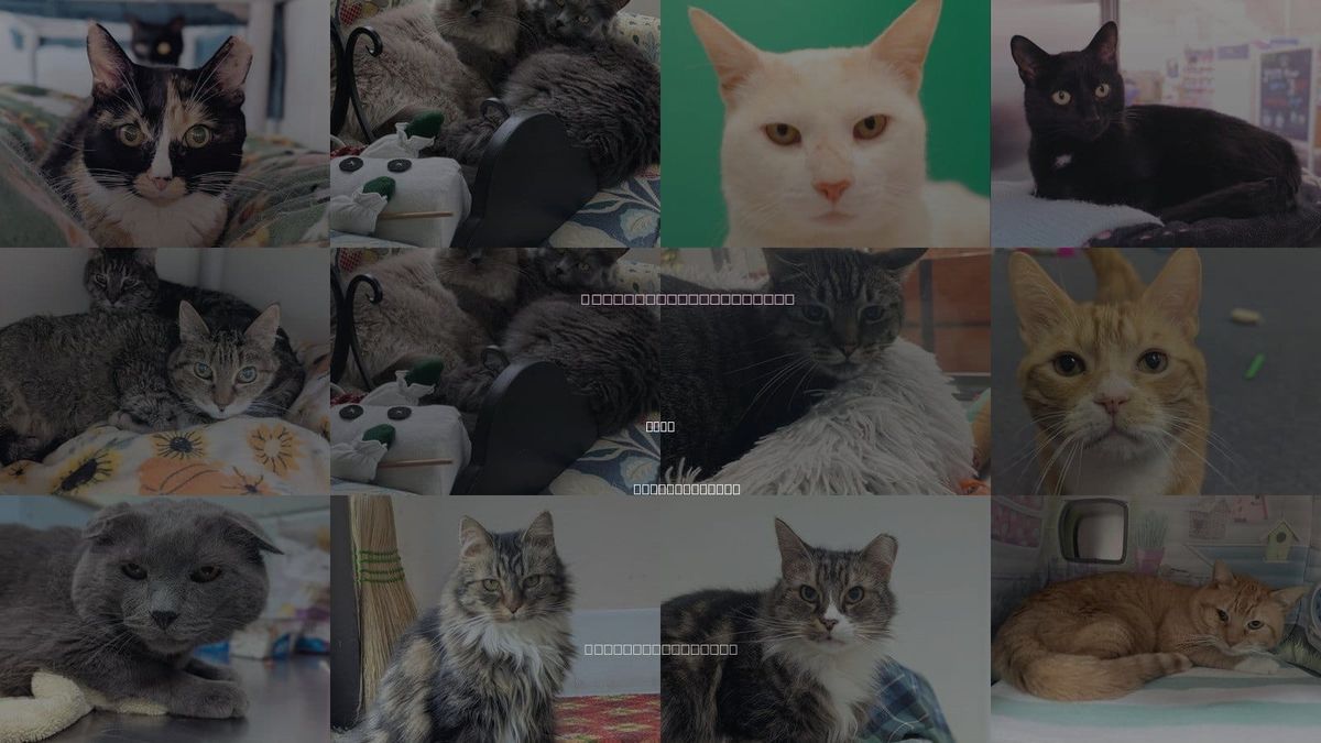 Cats for Adoption in Lynn, Massachusetts