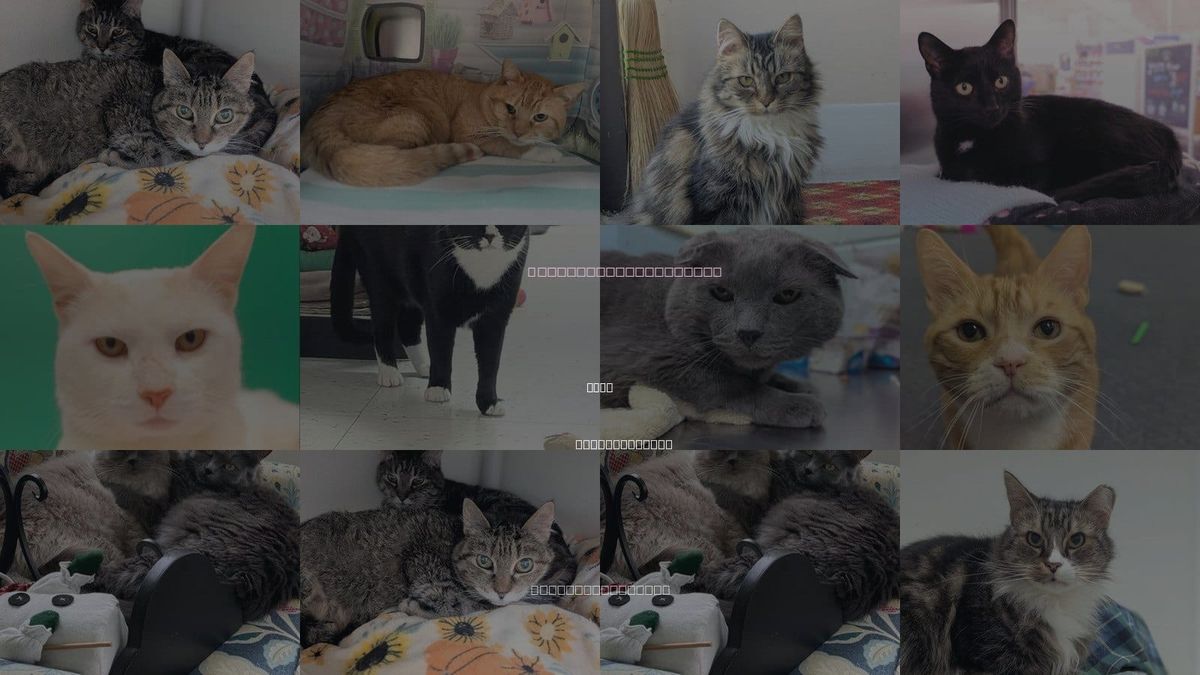 Cats for Adoption in Lynn, Massachusetts