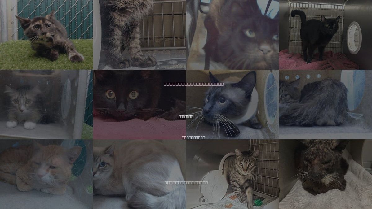 Cats for Adoption in Lynwood, California