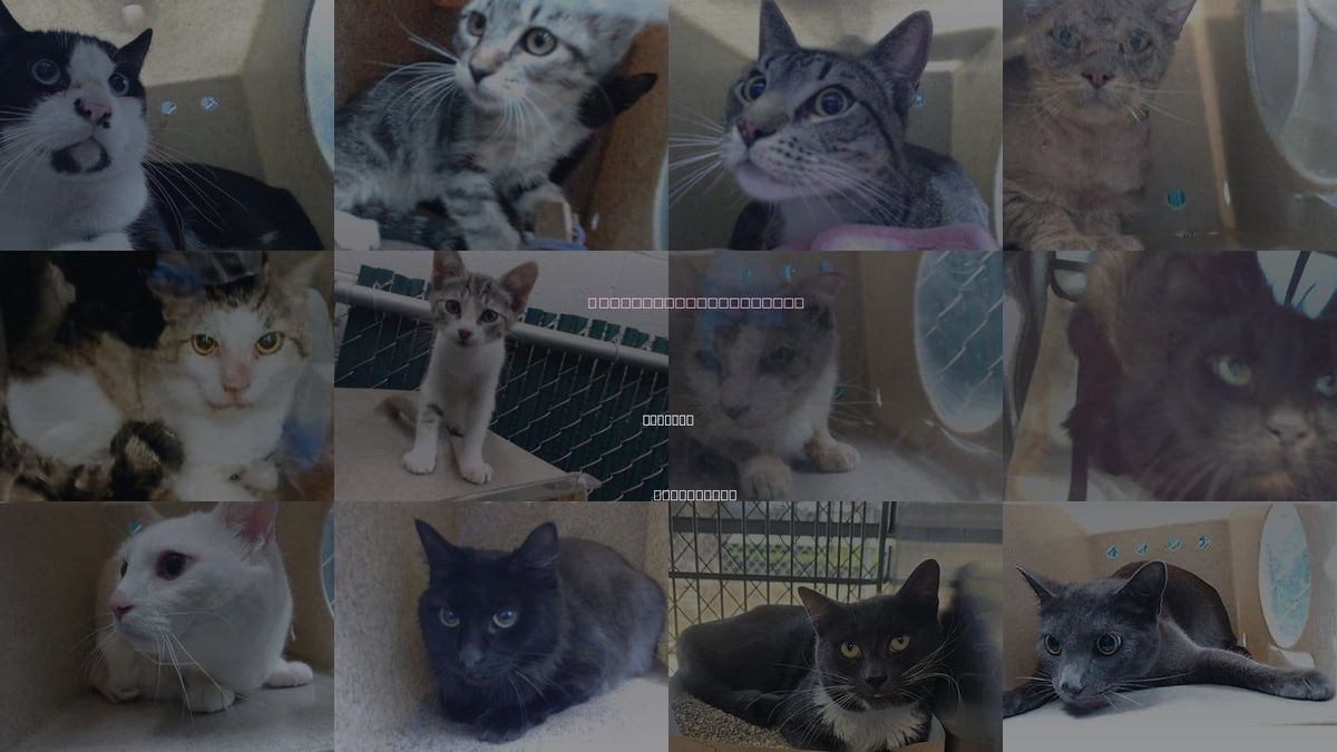 Cats for Adoption in Lynwood, California
