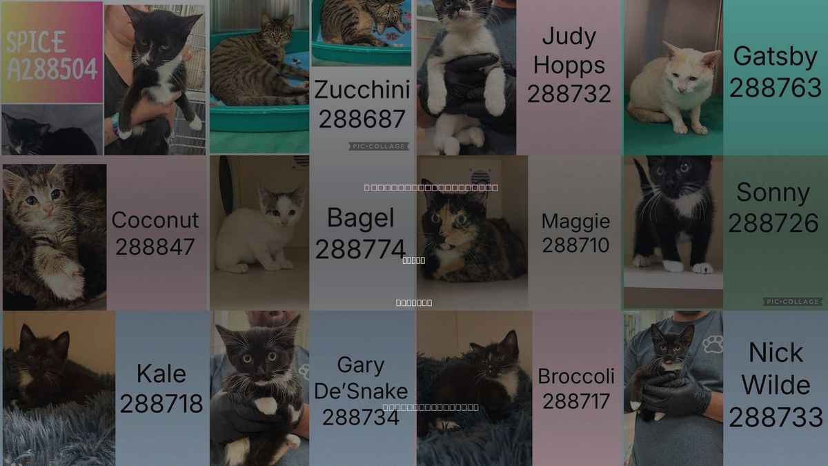 Cats for Adoption in Macon, Georgia