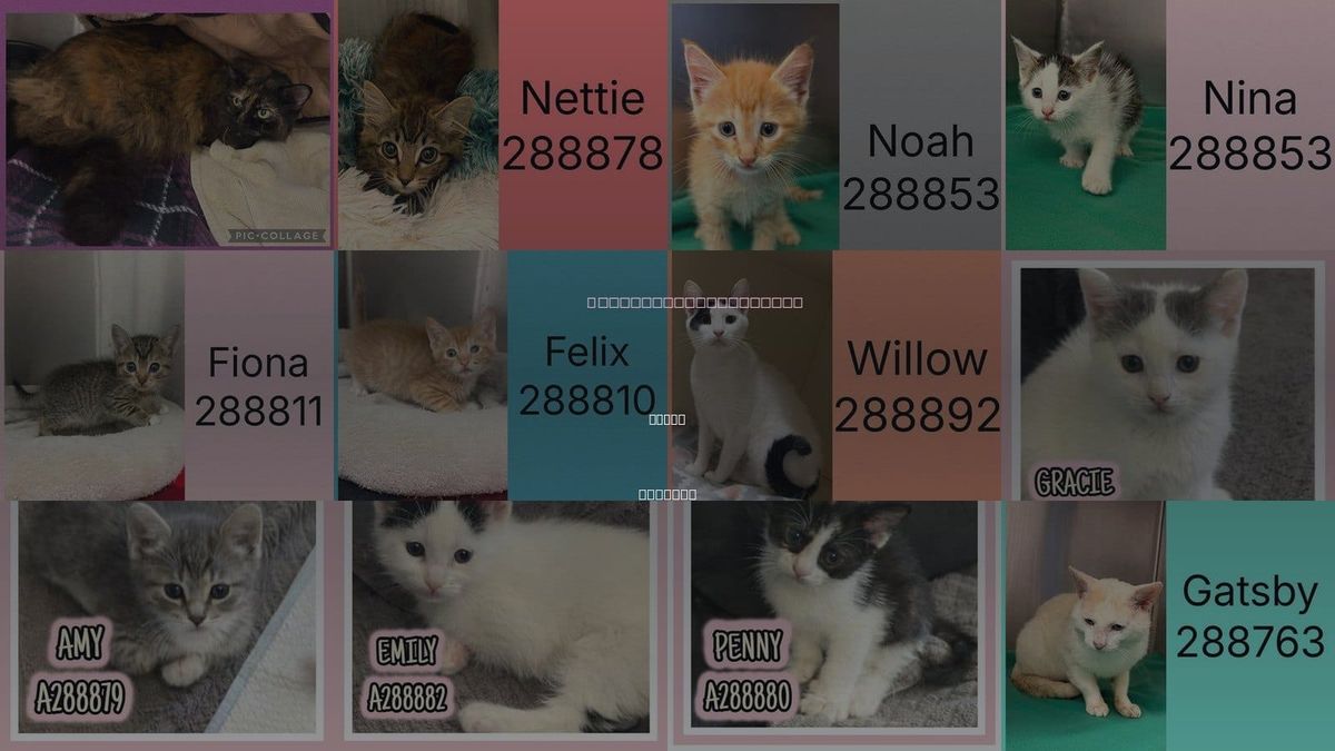 Cats for Adoption in Macon, Georgia