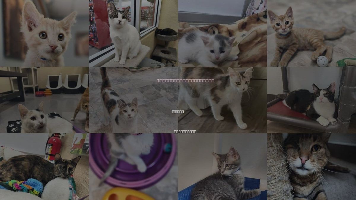 Cats for Adoption in Madera, California