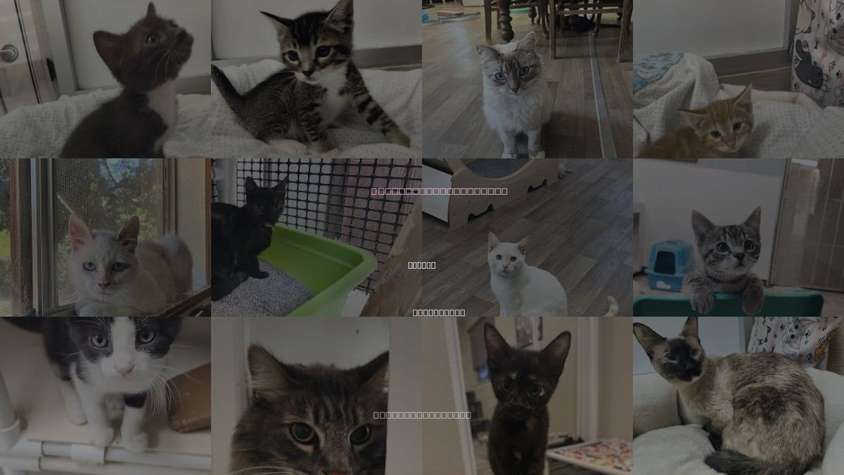Cats for Adoption in Madera, California
