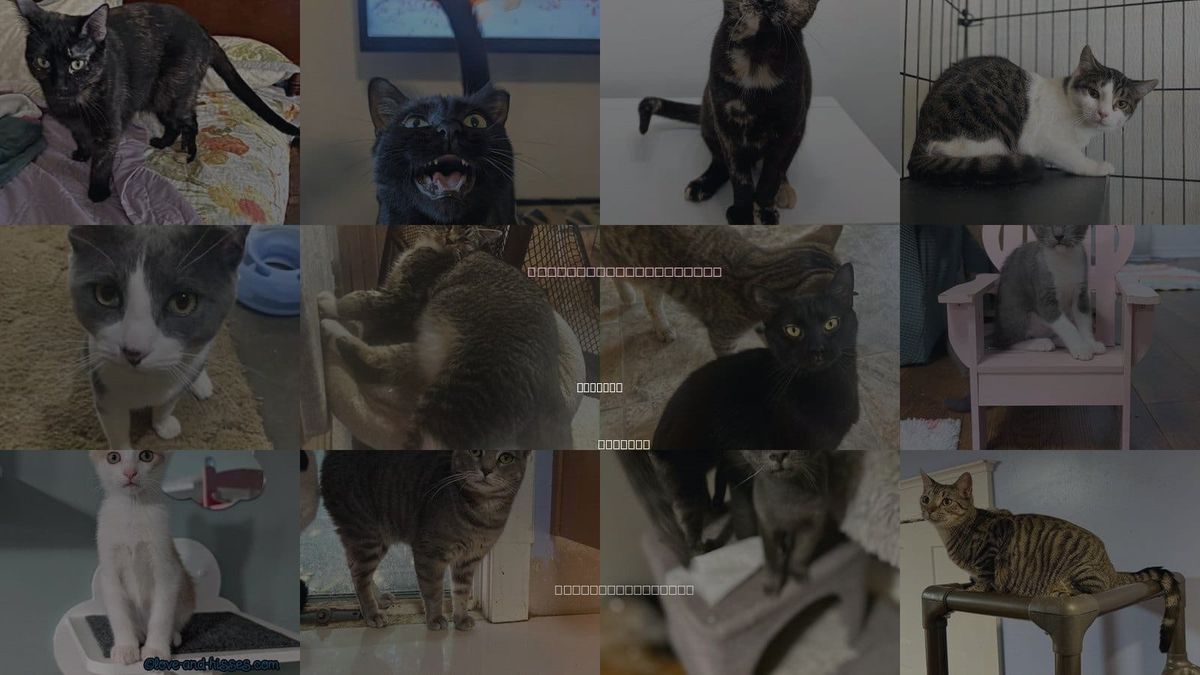 Cats for Adoption in Madison, Alabama