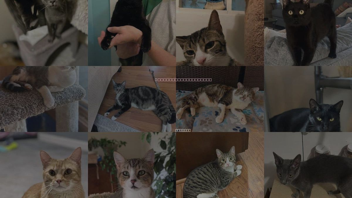 Cats for Adoption in Madison, Alabama