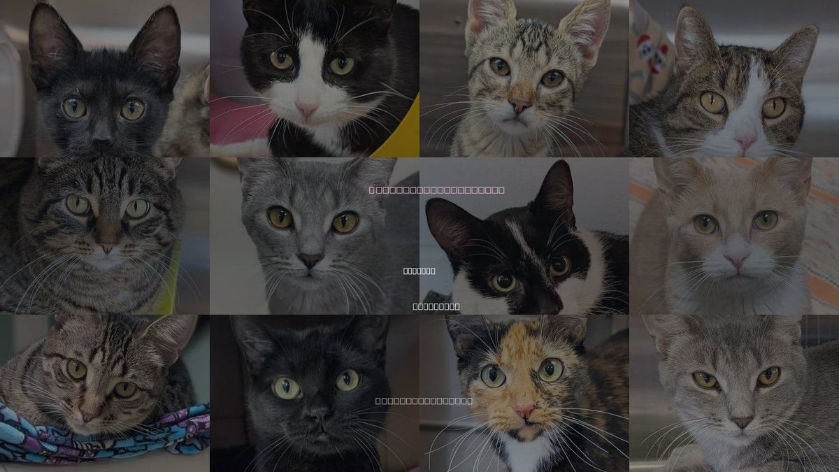 Cats for Adoption in Madison, Wisconsin