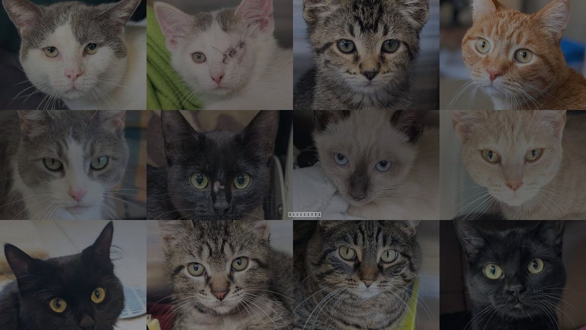 Cats for Adoption in Madison, Wisconsin
