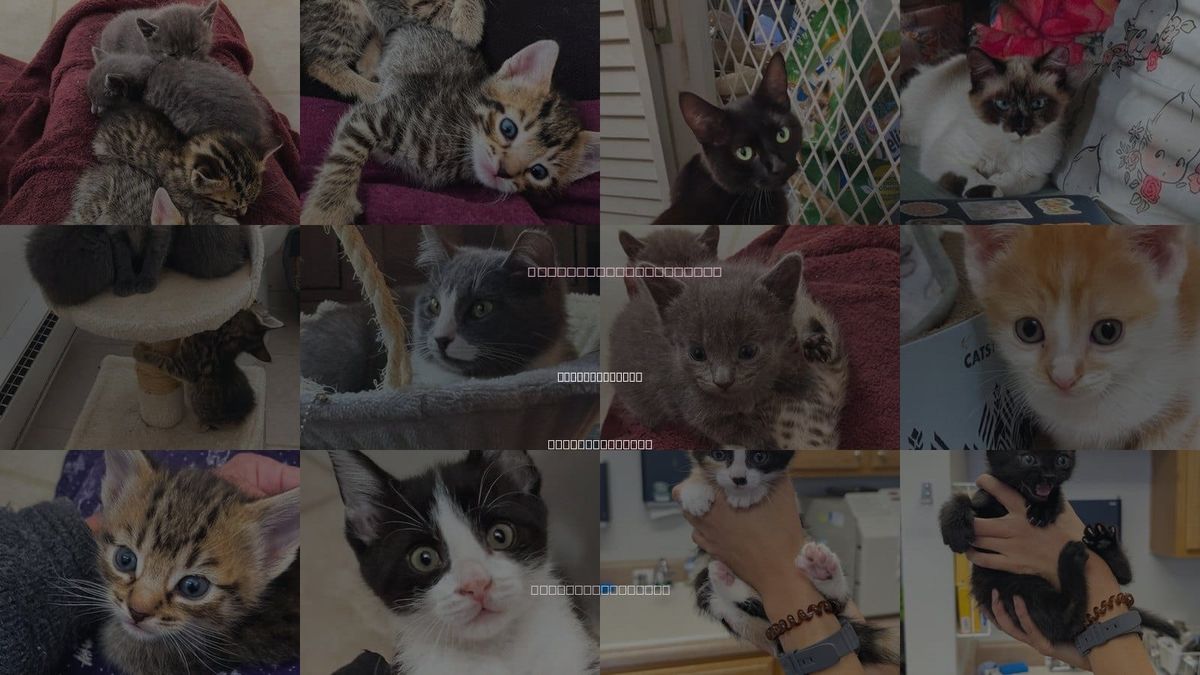 Cats for Adoption in Maggie Valley, North Carolina