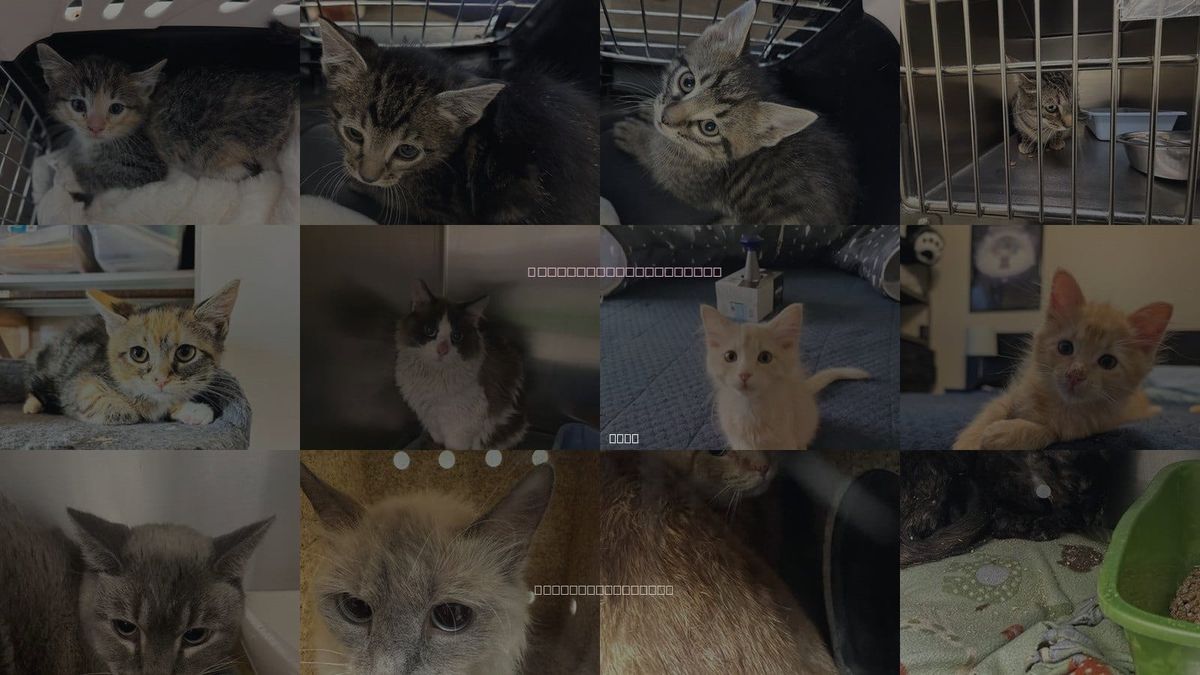 Cats for Adoption in Magna, Utah