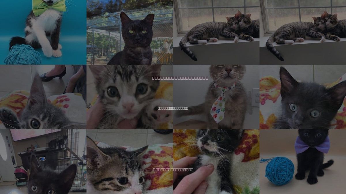 Cats for Adoption in Magnolia Springs, Alabama