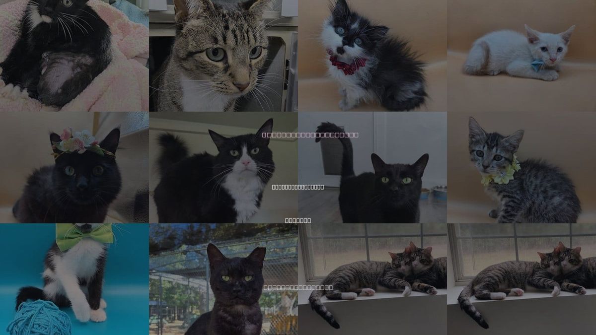 Cats for Adoption in Magnolia Springs, Alabama