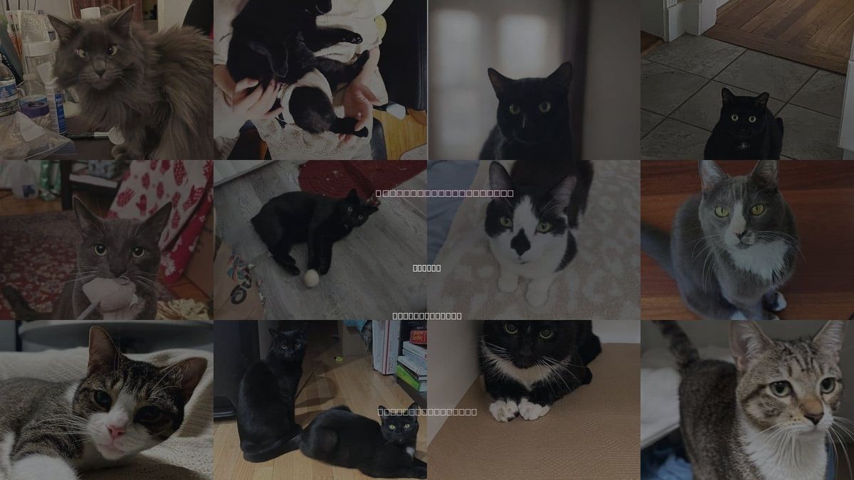 Cats for Adoption in Malden, Massachusetts