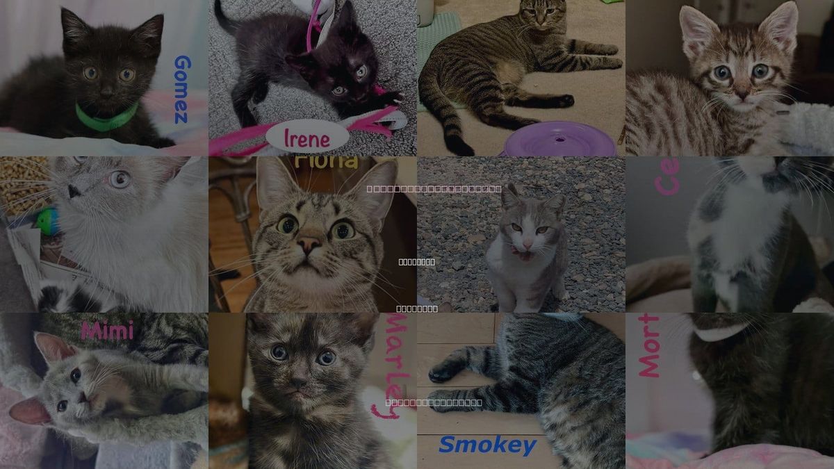 Cats for Adoption in Manassas, Virginia
