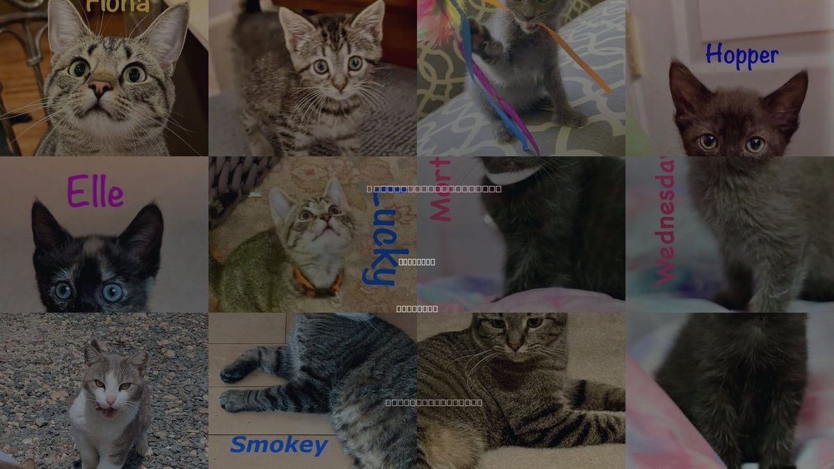 Cats for Adoption in Manassas, Virginia