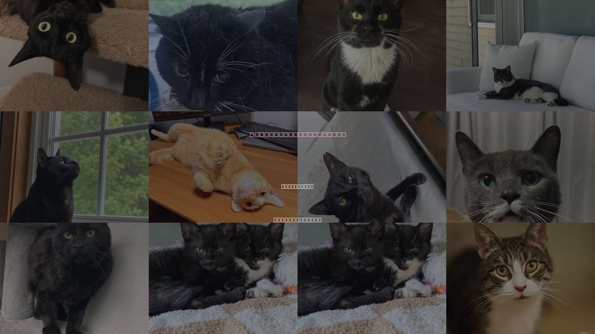 Cats for Adoption in Manchester, New Hampshire